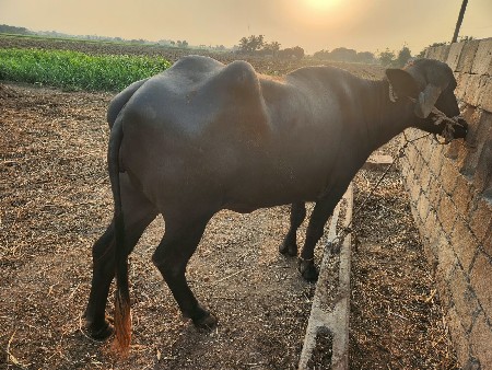 ભેંસ વેચવાની છે