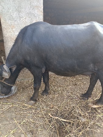 1 વેતર ખદેલિ વેસવાની છે