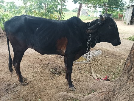 ગાય વેચવાની સે 1 અને વસર્ડી 3