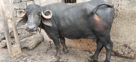 ભેંસ વેચવાની