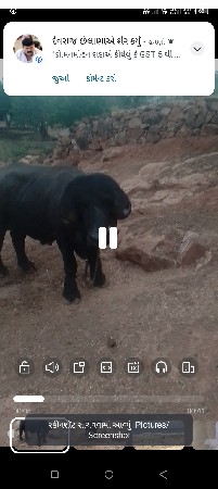 વેચવાની