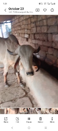 2 gay vechavani 6