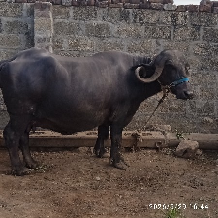 ભેશ  વેચવાનીછે