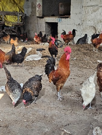 દેશી મુરઘા મુરઘી દેવાના છે