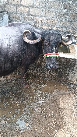 ભેસ વેસવાની છે