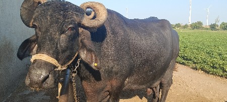 આ ભેંસ વેચવાની છે