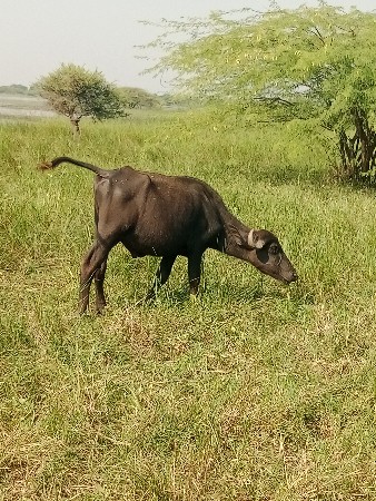 પાડૉ વેચવાનો 
સે ૩વરસનોસૅ