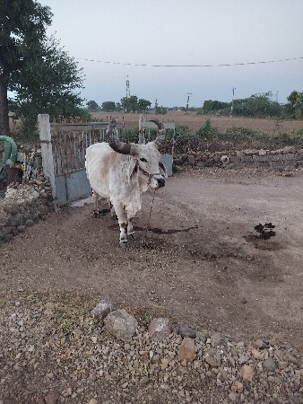 બધી જવાબદારી થી વેચવાના છે