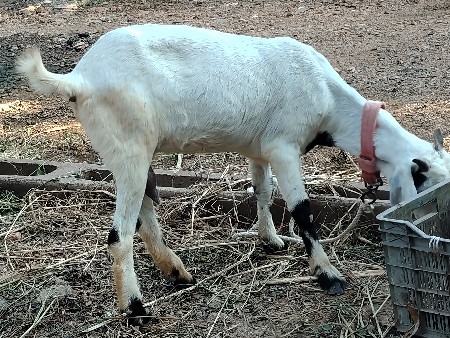 બકરી વેચવાની છે