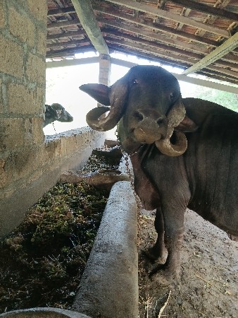 vetar 2