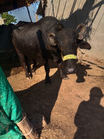 ખળેલી વેચવાની છે