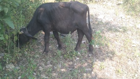 પાડો વેચવાનો છે