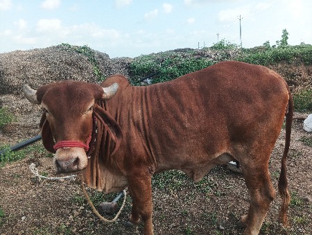 ગાય વેચવાની છે