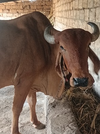 ગાય વેચવાની છે