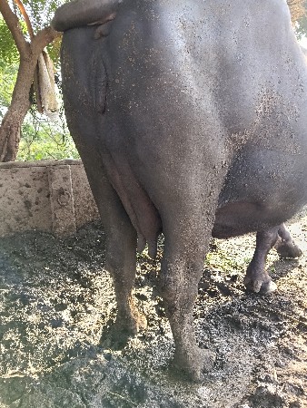 ભેંસ વેચવાની છે