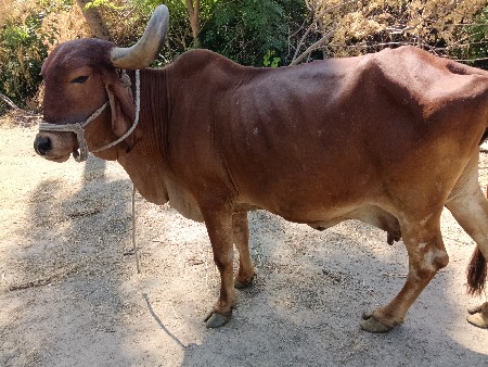 ગિર ગાય વેચવાની છે