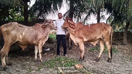 વાછડાં વેચવાના છે