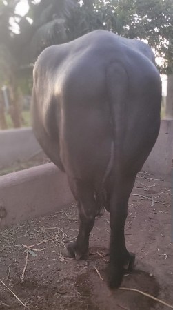 ભેંસ વેચવાની છે