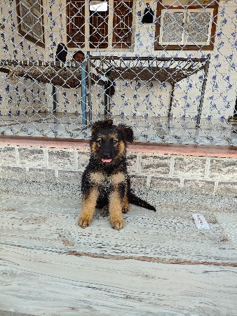 gsd puppy