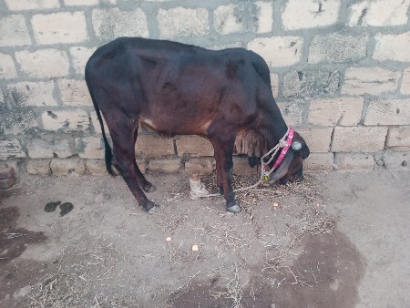 વાછડી છે