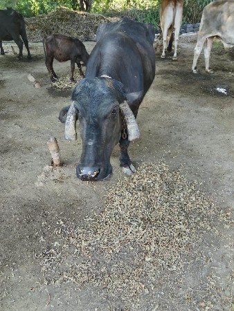 ભેશ વેચવાની છે