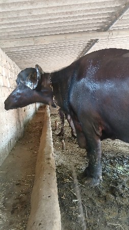 ભેસ વેચવાની છે