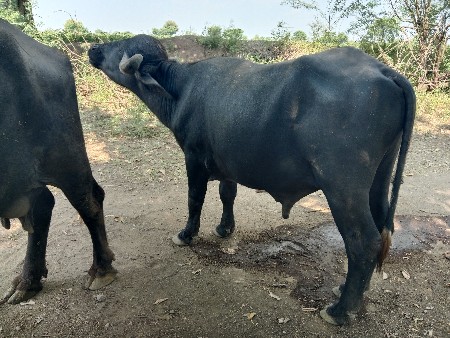 હા પાડાના સાટુ કરવાનું છે