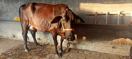 એસ એફ ગાય વેચવાની છે
