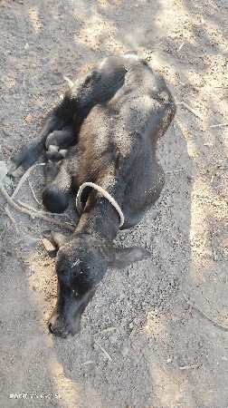 ભેસ વેચવાની છે