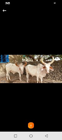 બળદ વેચવાના છે