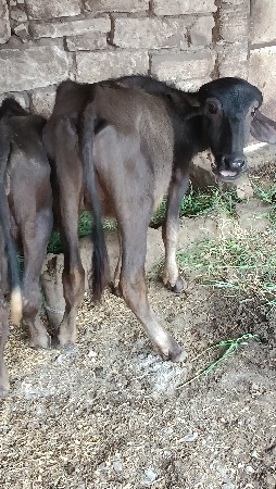 સાટામા બકરી યુ ચાલે
