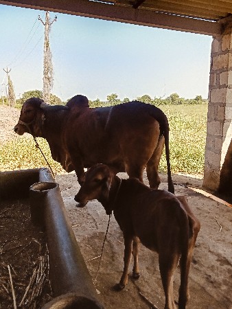 તન ગાયો દેવાની છે