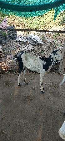 બકરા વેચવાના છે