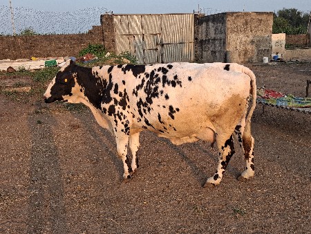 ગાયજરશી