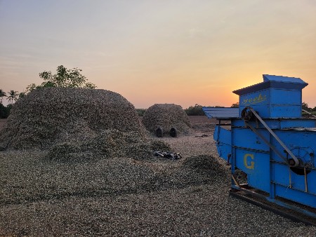 મગફળીનો પાલો વેકવાનો છે.