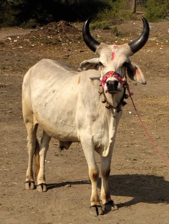 બળદ વેચવાના છે