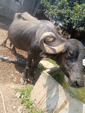 ભેંસ વેચવાની છે