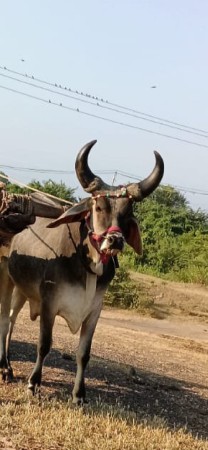 આ ગોઢલા ની જોળ કરવા ની છે