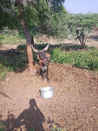 બળદ વેચવાના છે