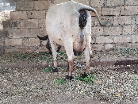 લીલડી હોડકી