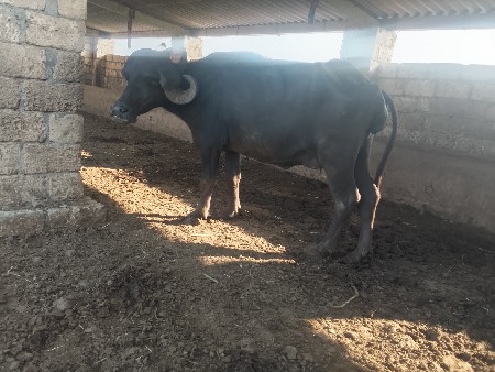 ખડેલી પેલવેરી વેચવાની