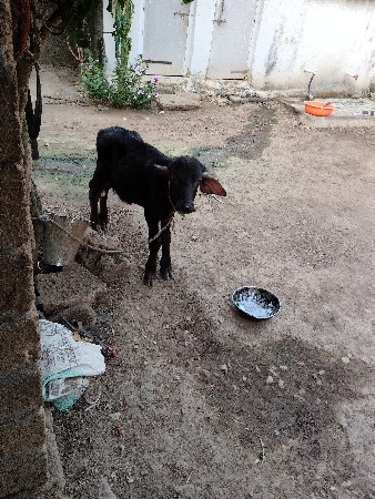 ભેસ વેચવાની છે