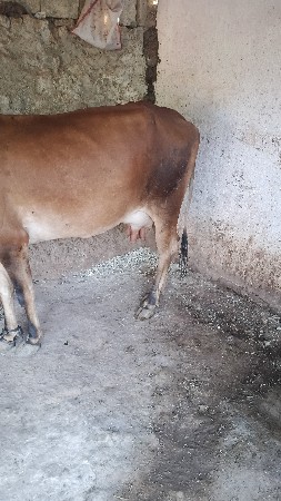 ગાય વેચવાની છે