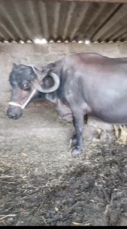 ગીર સોમનાથ સોનારીયા