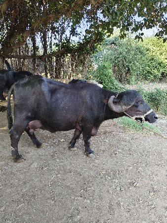 ભેંસ વેચવાની છે