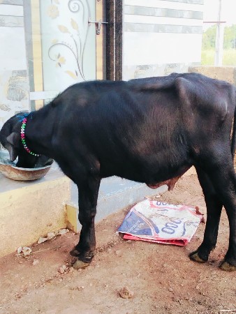 પાડો વેચવાનો છે