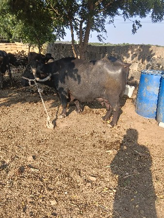 વેચવાની છે