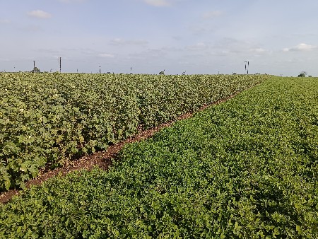 બે ગાડી ભૂકો વેચવાનો છે