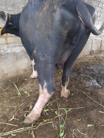 ચારદાતે ખંડેલો
