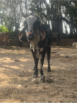 ખૂટ વેસવાનો છે